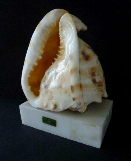 Belle coquille sur socle en marbre - très bon état, Collections, Minéraux & Fossiles, Coquillage(s), Enlèvement ou Envoi