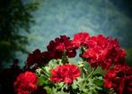 Originele fotokaarten 'Rode Geraniums', Verzenden, Nieuw, Feestartikel
