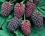 loganberry, een braam-framboos violet paarse zoete vruchten, Tuin en Terras, Halfschaduw, Minder dan 100 cm, Ophalen of Verzenden