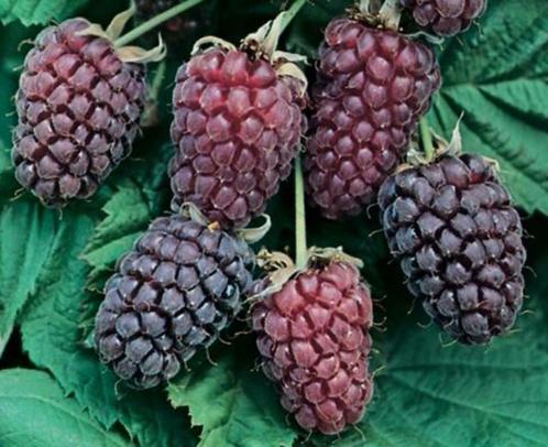 loganberry, een braam-framboos violet paarse zoete vruchten, Tuin en Terras, Planten | Fruitbomen, Overige soorten, Minder dan 100 cm