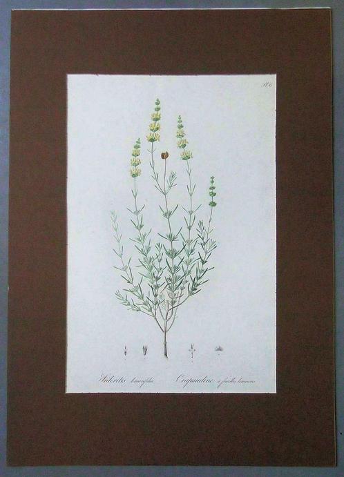Hoffmannsegg J C ; Völcker G W * Flore portugaise - Pl. 6, Antiek en Kunst, Kunst | Litho's en Zeefdrukken, Ophalen of Verzenden