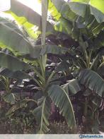 Grote Bananenboom musa basjoo
