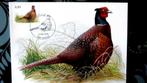 FIRST DAY OP KAART- VOGELS VAN BUZIN- DE FAZANT, Ophalen of Verzenden, Gestempeld, Dier of Natuur
