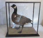 grote oude taxidermy opgezette brandgans in box, Ophalen