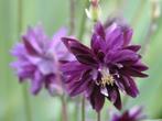 aquilegia, Lente, Ophalen