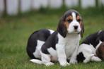 Chiots Beagle - Éleveur de Beagle Belge