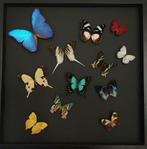 Envol de 12 papillons Exotiques Morpho-Delias-Urania Etc.., Enlèvement ou Envoi