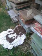 Essaim d'abeilles - abeilles près de Bruxelles-Pajot, Abeilles