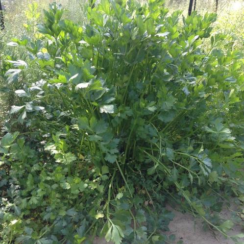 20 graines de céleri à couper résistant à l'hiver, Jardin & Terrasse, Bulbes & Semences, Graine, Envoi