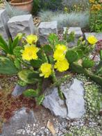 Bloeiende Winterharde Cactus Opuntia 3 soorten., Tuin en Terras, Overige soorten, Volle zon, Vaste plant, Ophalen of Verzenden