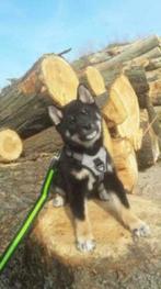 Dogs Creek Harnas maat Small nog 1 te koop, Dieren en Toebehoren, Verzenden, Zo goed als nieuw