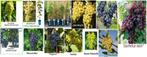 DRUIVENPLANTEN "BOSKOOP GLORIE", BLAUWE ZOETE DRUIVEN 12€/st