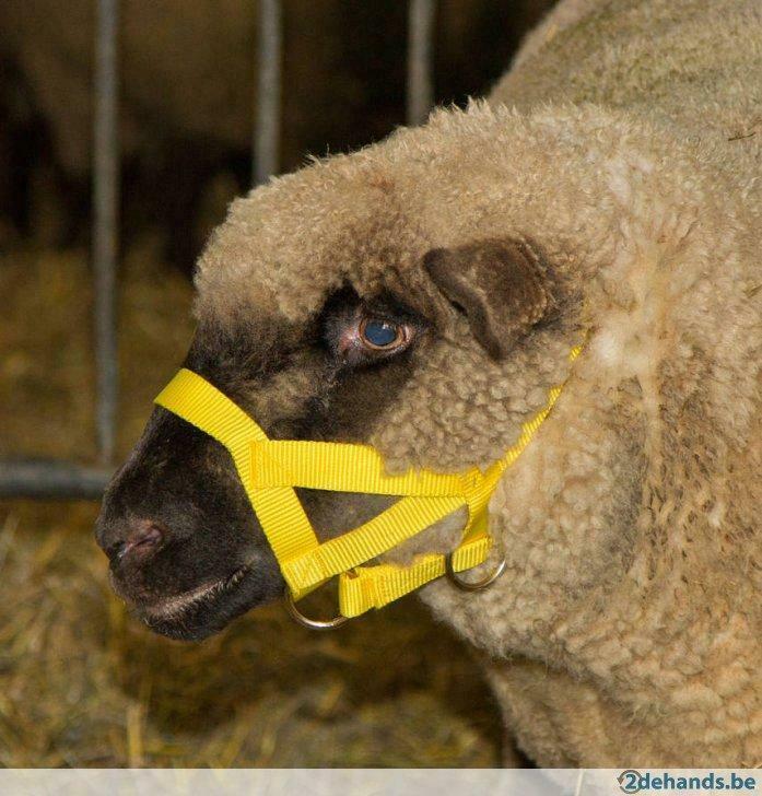 Halster voor schapen - Agrodieren beste prijs, Dieren en Toebehoren, Stalling en Weidegang