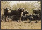 109 Buffels, Verzamelen, Wild dier, Verzenden