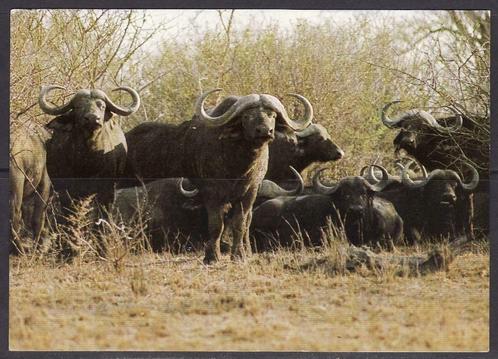 109 Buffels, Verzamelen, Postkaarten | Dieren, Wild dier, Verzenden