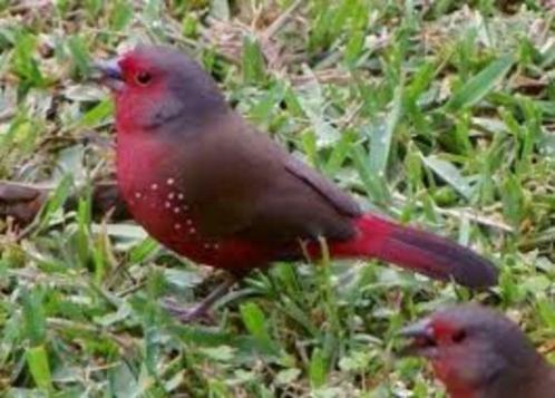 Donker rode amarant (vuurvink-rubricata), Dieren en Toebehoren, Vogels | Overige Vogels, Tropenvogel, Meerdere dieren, Tam, Geringd