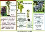 DRUIVENPLANTEN "BOSKOOP GLORY", BLAUWE EETDRUIVEN, 12€/st.