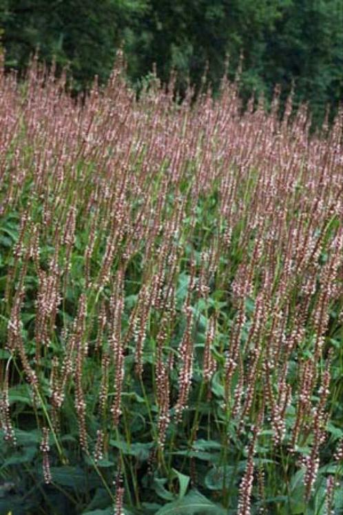 Persicaria amplexicaulis 'Rosea' (zeer sterk en lange bloei), Tuin en Terras, Planten | Tuinplanten, Volle zon, Ophalen