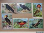28 images d'oiseaux ( chicorée trappistes - Vol 4  album 4), Collections, Collections Autre, Comme neuf, Enlèvement ou Envoi
