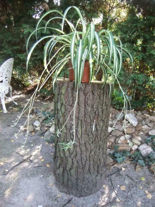Graslelie Chlorophytum comosum luchtzuiverend, Tuin en Terras, Planten | Tuinplanten, Vaste plant, Zomer, Ophalen