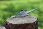Kunstaas pluggen Natural Minnow 12,5 cm voor roofvissen, Ophalen of Verzenden, Nieuw, Overige typen