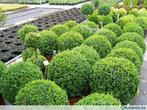 Buxus en buxusvervangers, Ophalen of Verzenden, Bodembedekkers