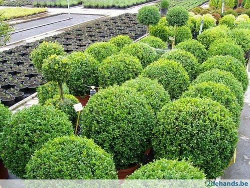 Buxus en buxusvervangers, Tuin en Terras, Planten | Tuinplanten, Bodembedekkers, Ophalen of Verzenden