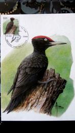 FIRST DAY OP KAART- VOGELS VAN BUZIN- DE ZWARTE SPECHT, Ophalen of Verzenden, Gestempeld, Dier of Natuur