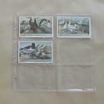 25 inlegbladen voor prentjes (Liebig - chromos), Verzamelen, Ophalen of Verzenden, Nieuw