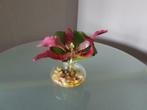Namaak orchidee in glazen vaasje  van Sia, Huis en Inrichting, Kamerplanten, Ophalen, Minder dan 100 cm