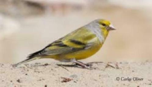 Nieuwe vogels, Dieren en Toebehoren, Vogels | Overige Vogels, Wildzangvogel, Meerdere dieren, Tam, Geringd