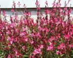 gaura   prachtkaars   bloeit heel  de zomer, Tuin en Terras, Planten | Tuinplanten, Zomer, Vaste plant, Bodembedekkers, Ophalen
