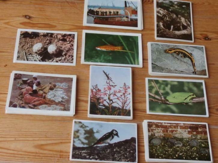 Chromo's Côte d'Or : Faunaflor(164chromo's), Verzamelen, Foto's en Prenten, Gebruikt, Prent, Natuur, 1940 tot 1960, Ophalen of Verzenden