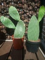 Mooie cactus opuntia, schijfcactus van eigen kweek, Tuin en Terras, Planten | Tuinplanten, Ophalen of Verzenden
