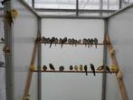Diamantduifjes diamant duif  ruime keuze alle kleuren, Dieren en Toebehoren, Vogels | Duiven