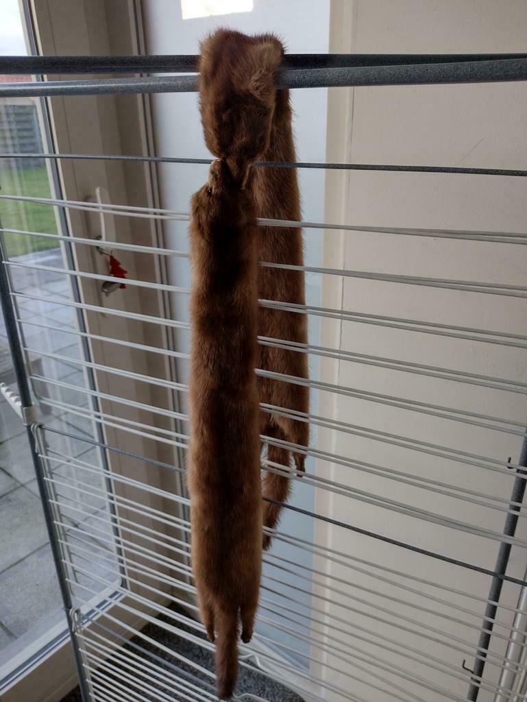 Hermelijn sjaal, Dames