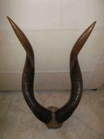 Cornes d'Antilope (Nyala), ex-Congo belge 1947., Ophalen