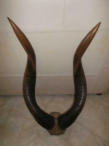 Cornes d'Antilope (Nyala), ex-Congo belge 1947. beschikbaar voor biedingen