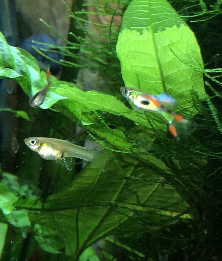 Endler à vendre ou à echanger, Dieren en Toebehoren, Vissen | Aquariumvissen, Zoetwatervis, Vis