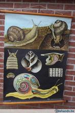 schoolkaart de slak  1963, Antiek en Kunst