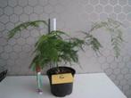 Plante Asparagus plumus, Ombre partielle, En pot, Enlèvement ou Envoi, Moins de 100 cm