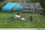 Buitenren konijnen incl zonne- bescherming - Agrodieren, Dieren en Toebehoren, Ophalen of Verzenden