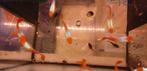 poisson vermillon guppy platine koi mâles, Animaux & Accessoires, Poisson, Poisson d'eau douce, Banc de poissons