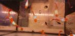 vermiljoenvis guppy platinum koi mannen, Dieren en Toebehoren, Vissen | Aquariumvissen, Vis, Zoetwatervis, Schoolvis