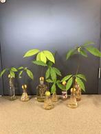 Verschillende avocado planten te koop, Huis en Inrichting, Kamerplanten, 100 tot 150 cm, Overige soorten, Groene kamerplant, Halfschaduw