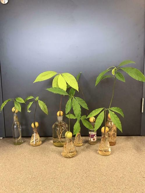 Verschillende avocado planten te koop, Huis en Inrichting, Kamerplanten, Overige soorten, 100 tot 150 cm, Groene kamerplant, Halfschaduw