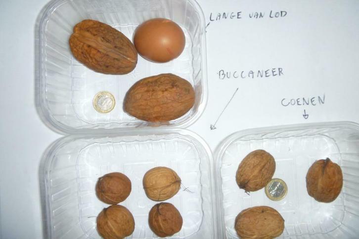 Noten, juglans nigra ,juglans regia,walnoten, Tuin en Terras, Planten | Tuinplanten, Ophalen