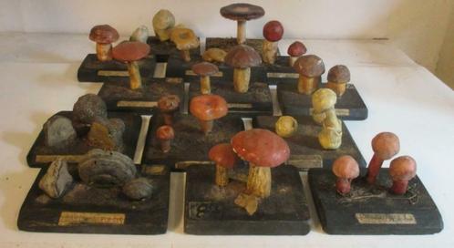 antieke collectie botanische modellen paddestoelen   41, Antiquités & Art, Curiosités & Brocante, Envoi