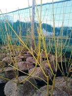 Cornus stolonifera flaviramea/ gele kornoelje (haagplanten )