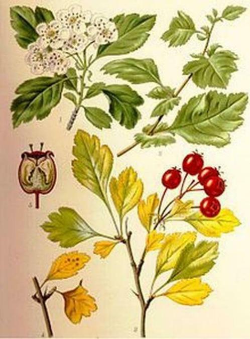 Aubépine – Crataegus monogyna – jeune arbre de 55 cm, Jardin & Terrasse, Plantes | Arbres, 250 à 400 cm, Printemps, Enlèvement